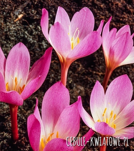 Colchicum - Zimowit Speciosum 1 szt.