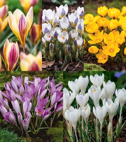 Zestaw Krokus Wiosenny "9" 5/7