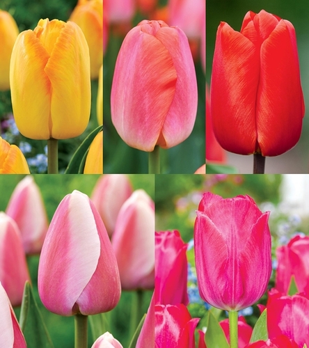 Zestaw Tulipan Darwina 4