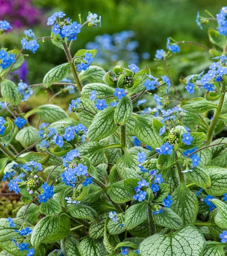 Brunnera macrophylla Silver Heart 1 szt.