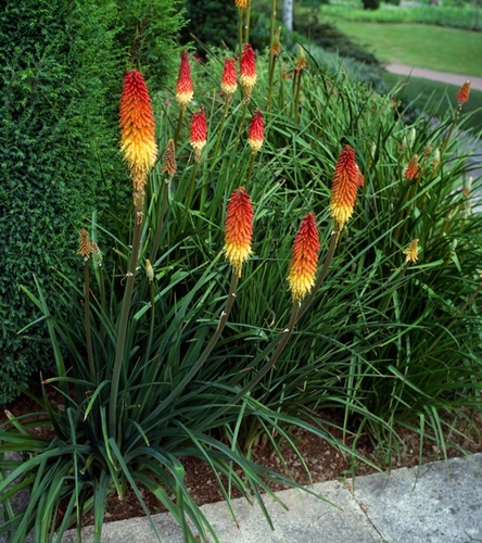 Kniphofia Trytoma groniasta Royal Castle 1 szt.