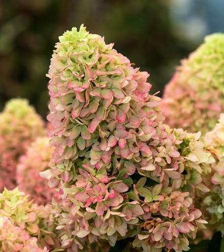 Hydrangea paniculata Hortensja bukietowa Little Fresco 1 szt.