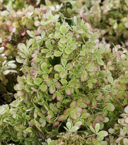 Hydrangea paniculata Hortensja bukietowa Pastel Green 1 szt.