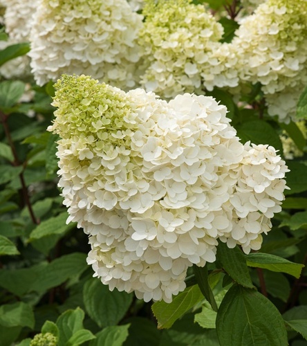 Hydrangea paniculata Hortensja bukietowa Hercules 1 szt.