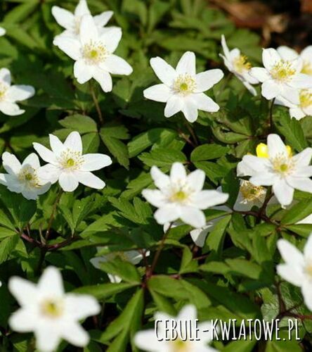 Anemon Nemorosa - Zawilec Gajowy 5 szt