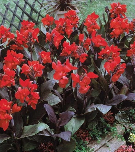 Canna - Kanna Paciorecznik Brilliant 1 szt.