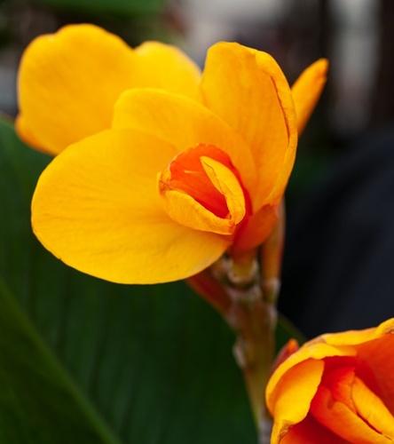 Canna - Kanna Paciorecznik Chocolate Sunrise 1 szt.