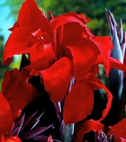Canna - Kanna Paciorecznik Red Wine 1 szt.
