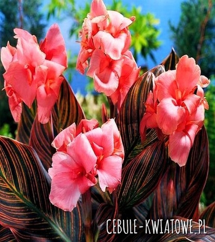 Canna Kanna Paciorecznik Pink Sunburst 1 szt.
