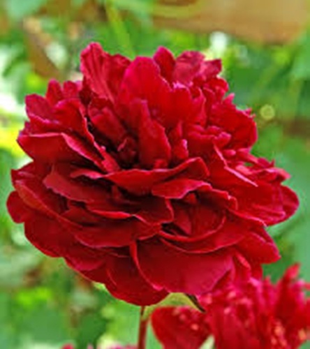 Paeonia - Piwonia Red Sarah Bernhardt 1 szt.