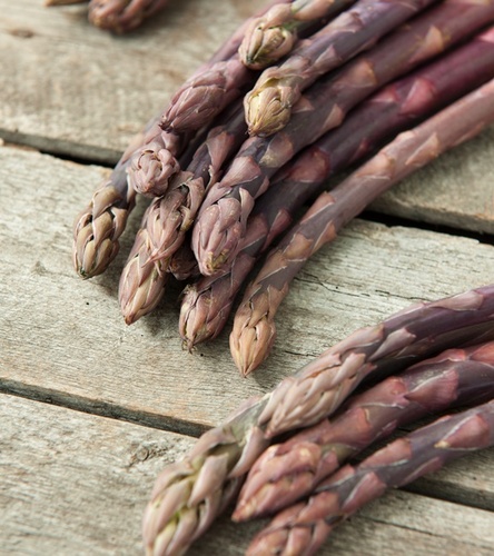 Asparagus - Szparag officinalis Pacific Purple 1 szt.