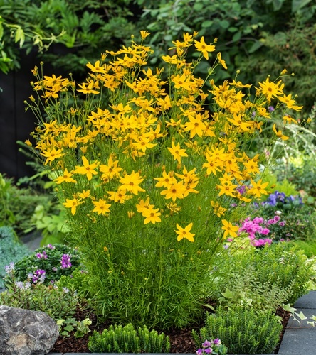 Coreopsis - Nachyłek verticillata Grandiflora 1 szt.