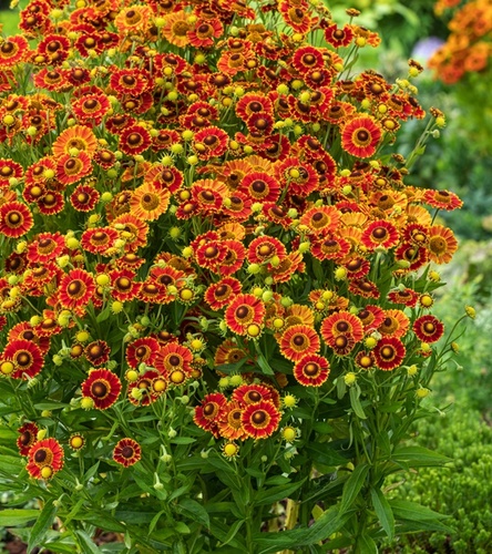 Helenium - Dzielżan Fuego 1 szt.