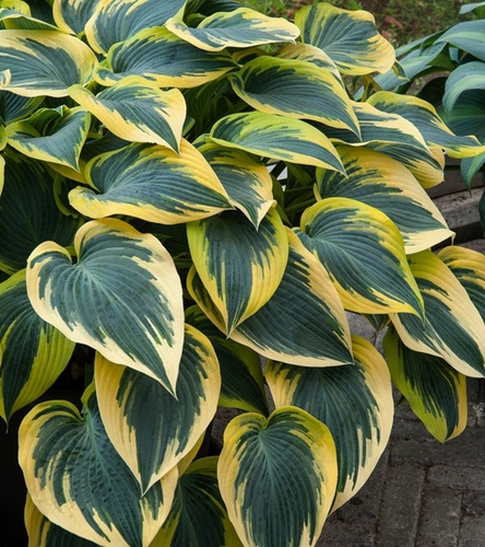 Hosta - Funkia First Frost 1 szt.
