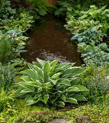Hosta - Funkia Francee 1 szt.