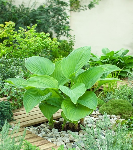 Hosta - Funkia Guacamole 1 szt.
