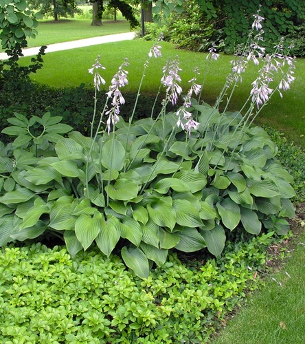 Hosta - Funkia Krossa Regal 1 szt.
