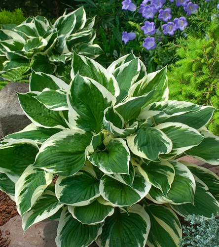 Hosta - Funkia Minuteman 1 szt.