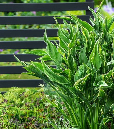 Hosta - Funkia Praying Hands 1 szt.