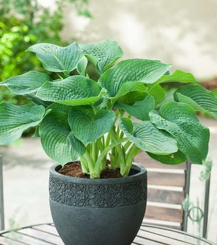 Hosta - Funkia Siboldiana Elegans 1 szt.