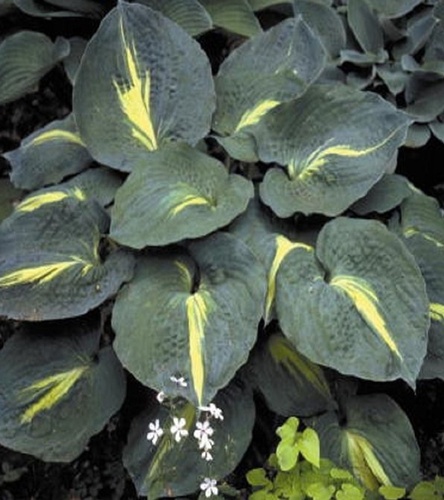 Hosta - Funkia Thunderbolt 1 szt.