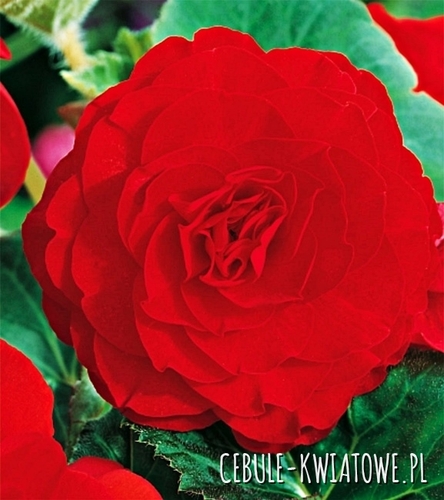 Begonia Podwójna Czerwona 5 szt.