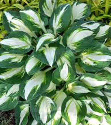 Hosta - Funkia Vulcan 1 szt.