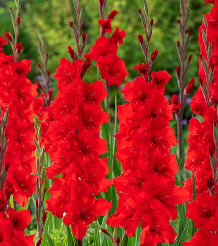 Gladiolus - Mieczyk Wielkokwiatowy Roma 5 szt.