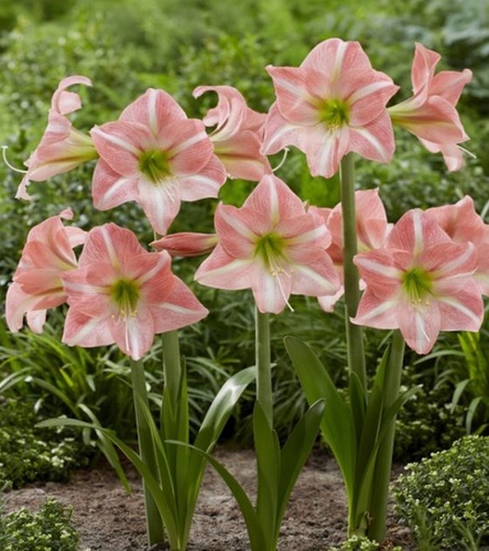 Hippeastrum - Amarylis Sweet Dreams 1 szt.