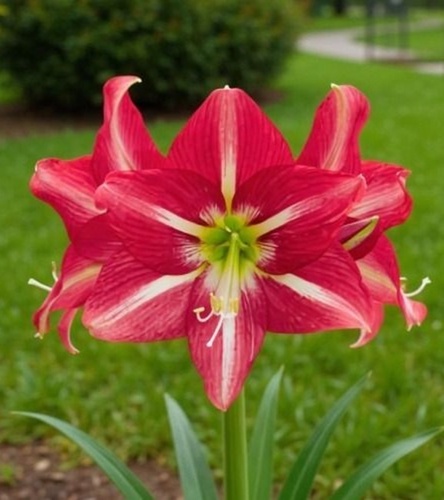 Hippeastrum - Amarylis Striped Beauty 1 szt.