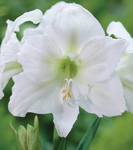 Hippeastrum - Amarylis Mount Everest 1 szt.