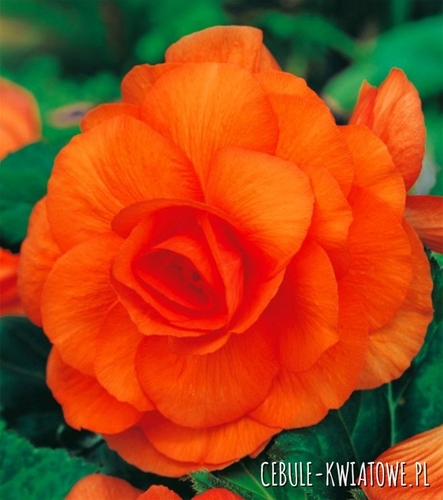 Begonia Podwójna Pomarańczowa 5 szt.