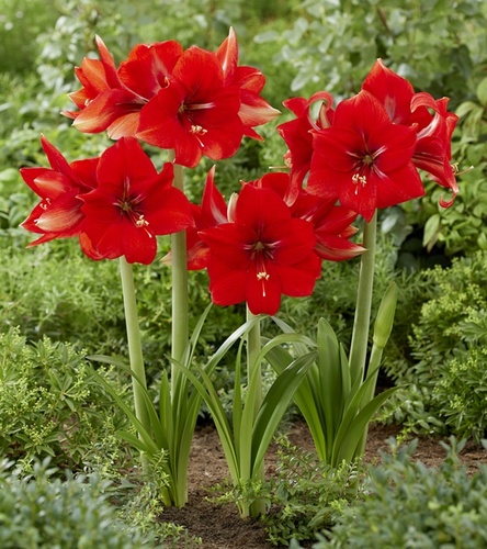 Hippeastrum - Amarylis Love Heart 1 szt.