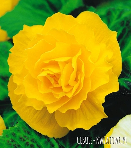 Begonia Podwójna Żółta 5 szt.