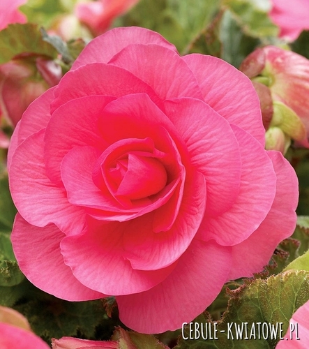 Begonia Podwójna Różowa 5 szt.