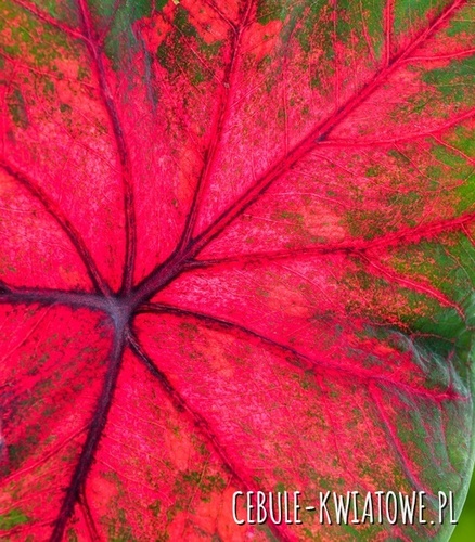 Caladium - Kaladium Brandywine 1 szt.