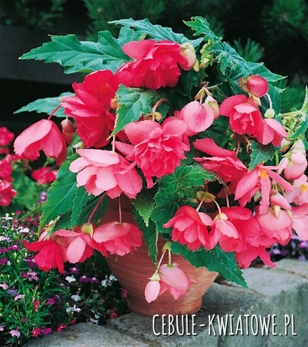 Begonia Zwisająca Różowa 5 szt.