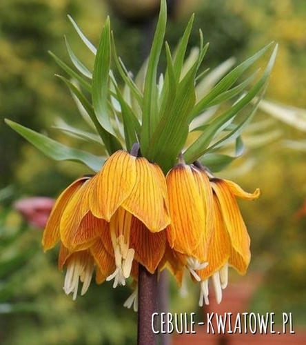 Fritillaria – Szachownica Cesarska Korona Dynamic Beauty 1 szt.