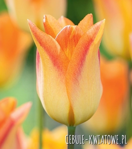 Tulipan Liliokształtny Moonblush 5 szt.