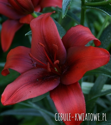 Lilia drzewiasta Rapid Red 1 szt.