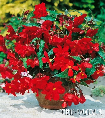 Begonia Zwisająca Czerwona 5 szt.