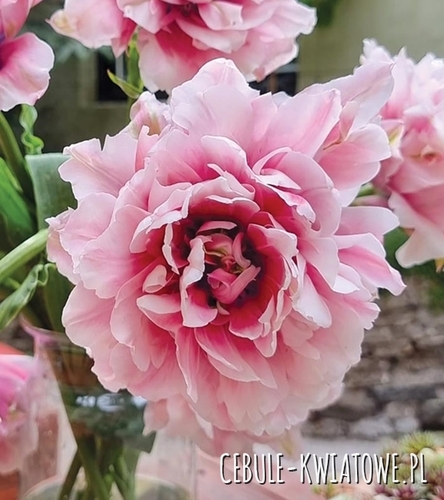Tulipan Triumph Magic Sensation 5 szt.