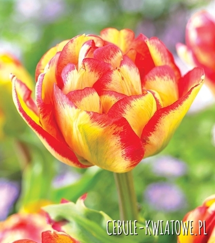 Tulipan Pełny Mayfair 5 szt.