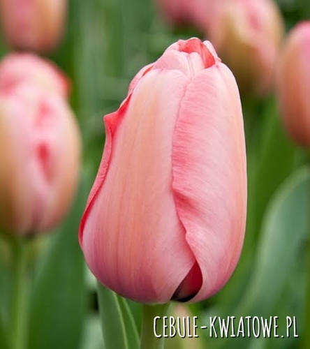 Tulipan Darwina Salmon Impression 5 szt.