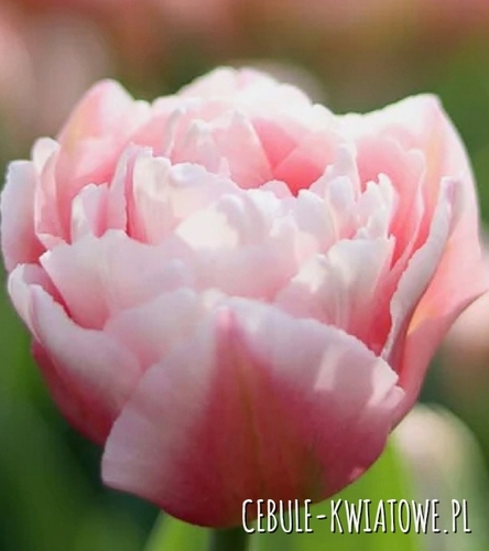 Tulipan Pełny Dreamer 5 szt.