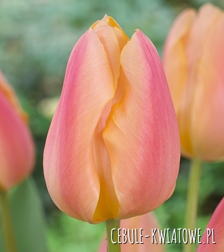 Tulipan Triumph Apricot Favourite 5 szt.