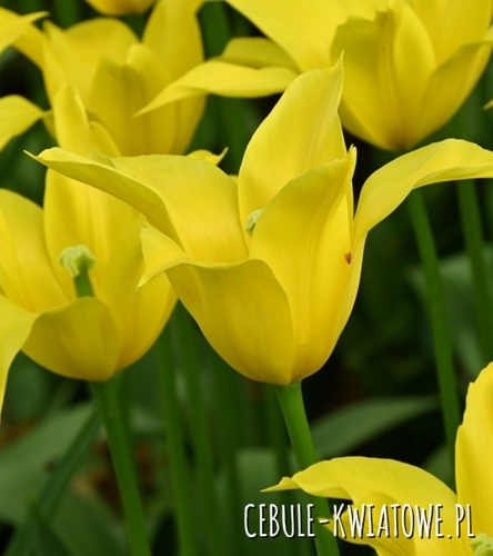 Tulipan Liliokształtny Flashback 5 szt.
