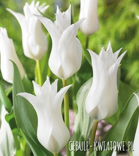 Tulipan Pełny Tres Chic Festival 5 szt.