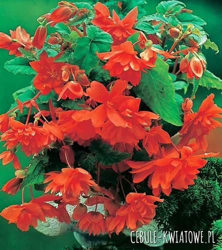 Begonia Zwisająca Pomarańczowa 5 szt.