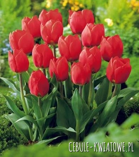 Tulipan Fostera Red Purissima 5 szt.